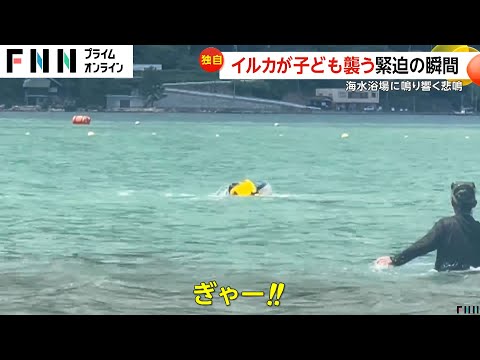 【堕天使Hum】 | 【独自】子どもがイルカに襲われる瞬間…海水浴場に鳴り響く悲鳴　両手かじられ血だらけ…救出に当たった50代男性ケガ　福井