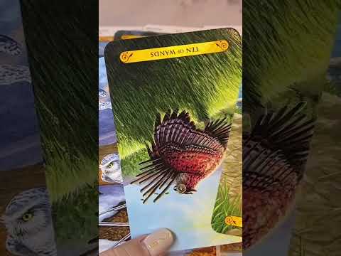 【堕天使Hum】 | 今起きている本当の意味⁉︎#占い #tarot #恋愛占い#恋愛タロット