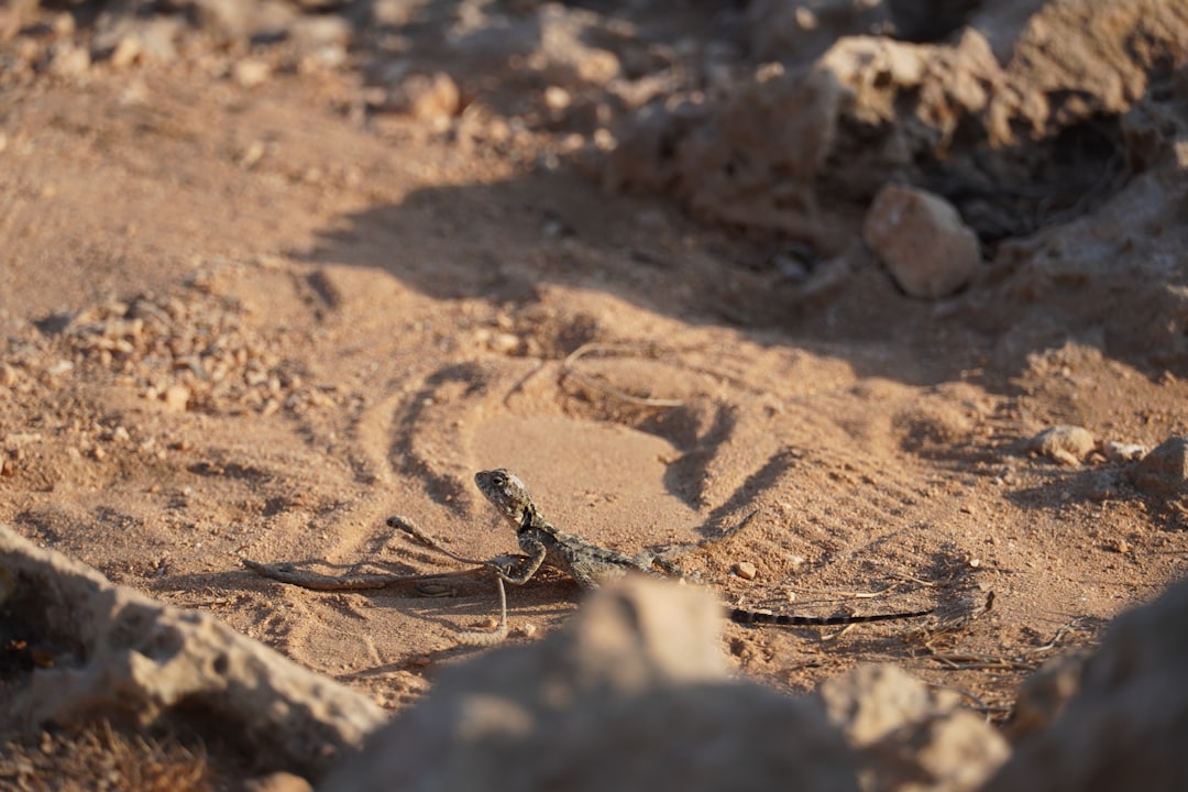 【堕天使Hum】 | 衝撃の新情報!京都・不明男児のものか?山中から見つかった一足の“靴”が示すもの 衝撃の新情報!京都・不明男児のものか?山中から見つかった一足の“靴”が示すもの