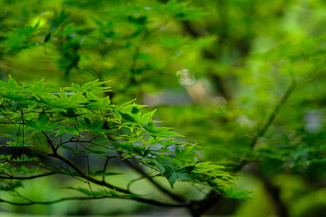 桜舞う栗林公園で盤上の華、和田邦坊ゲームが彩る春のボードゲーム祭