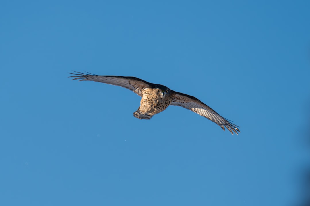 『紅の砂漠』500万本突破の快進撃！来週アプデで「難易度」と「バッグ」が劇的進化！