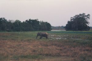 『紅の砂漠』500万本突破の快進撃！来週アプデで「難易度」と「バッグ」が劇的進化！