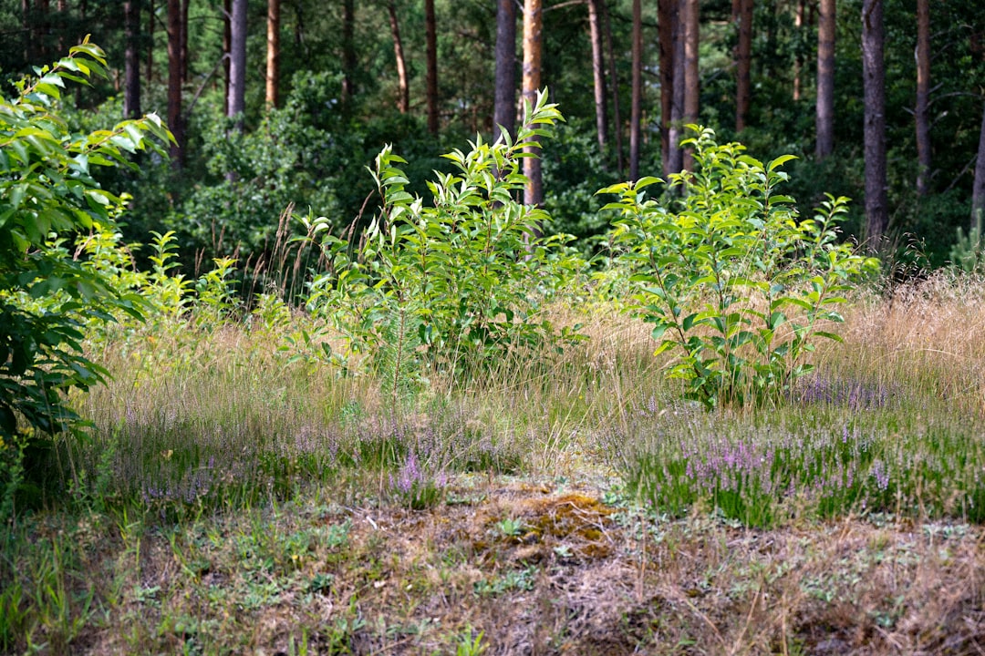 【衝撃】沖縄市火災、身元不明遺体と「指定暴力団トップ」の関連！糸数会長の安否は？