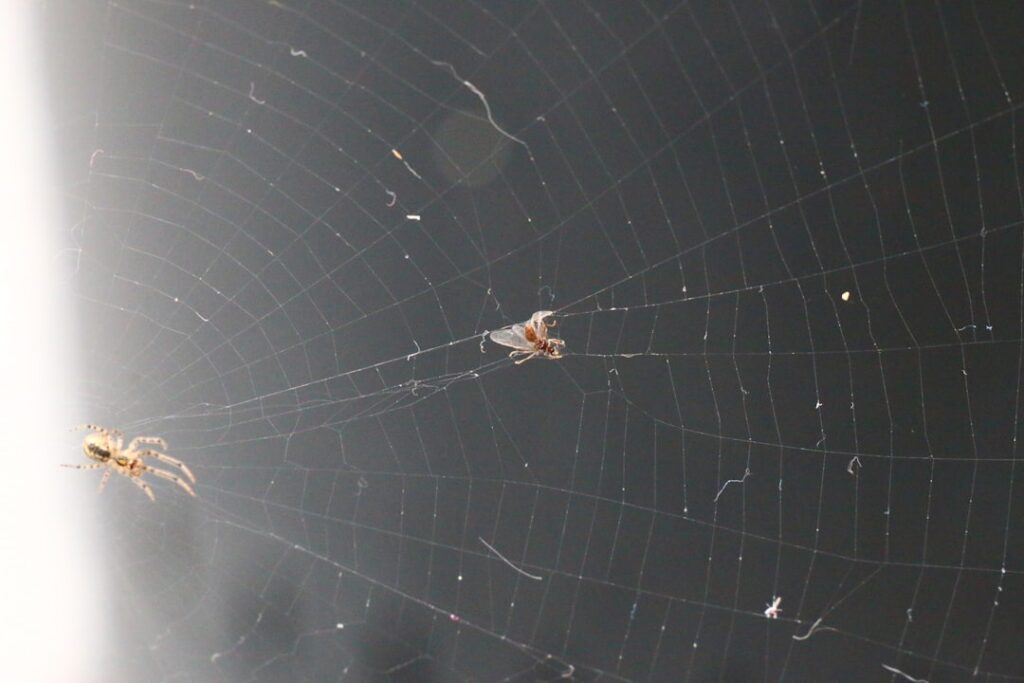 【堕天使Hum】 | 聖地ウェンブリーに刻んだ日本人の足跡！ 松木玖生のアシストも…マンCがFA杯決勝へ導いた逆転劇