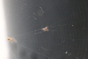 聖地ウェンブリーに刻んだ日本人の足跡！ 松木玖生のアシストも…マンCがFA杯決勝へ導いた逆転劇