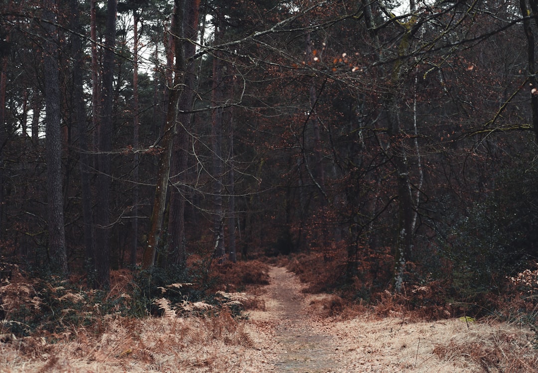 【緊急速報】福島・喜多方市で山林火災発生！458人避難指示、あなたと大切な人を守るために