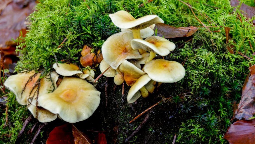 【堕天使Hum】 | 【緊急速報】福島・喜多方市で山林火災発生！458人避難指示、あなたと大切な人を守るために