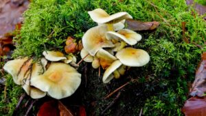 【緊急速報】福島・喜多方市で山林火災発生！458人避難指示、あなたと大切な人を守るために