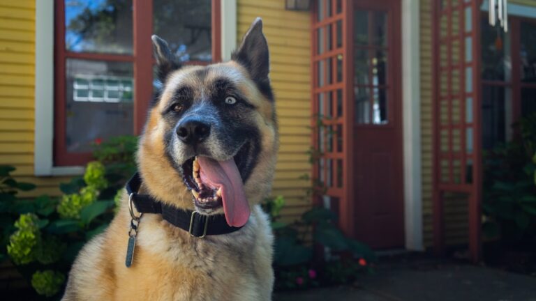 YouTube HUM | プーチン大統領の愛犬「ゆめ」、静かに旅立つ。秋田県から贈られた一頭が織りなした11年の物語