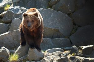 ジャンプ台にヒグマ出現！北海道士別市の緊急事態と安全対策を徹底解説