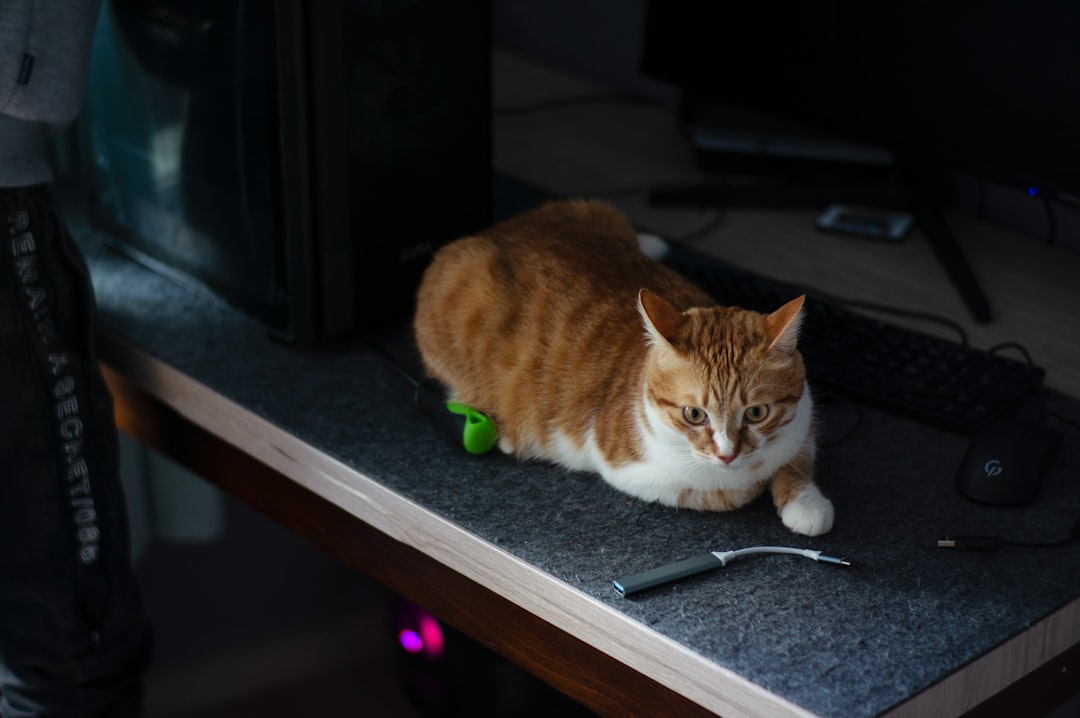 にゃんてこった！ドングルまで猫尽くしなのに超本格派？ソフマップなんば店で見つけたゲーミングマウスの衝撃