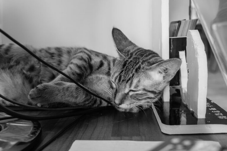にゃんてこった!ドングルまで猫尽くしなのに超本格派?ソフマップなんば店で見つけたゲーミングマウスの衝撃 YouTube HUM | にゃんてこった!ドングルまで猫尽くしなのに超本格派?ソフマップなんば店で見つけたゲーミングマウスの衝撃