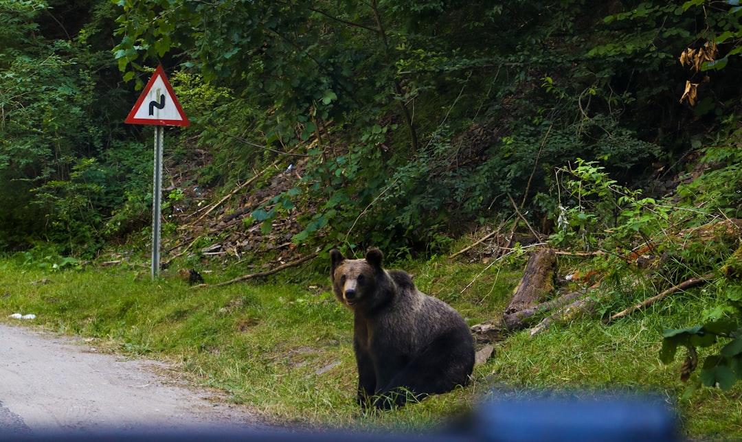【堕天使Hum】 | 緊迫の福島市!住宅街にクマが相次ぎ出没、4人負傷…あなたと家族を守るための対策とは? 緊迫の福島市!住宅街にクマが相次ぎ出没、4人負傷…あなたと家族を守るための対策とは?