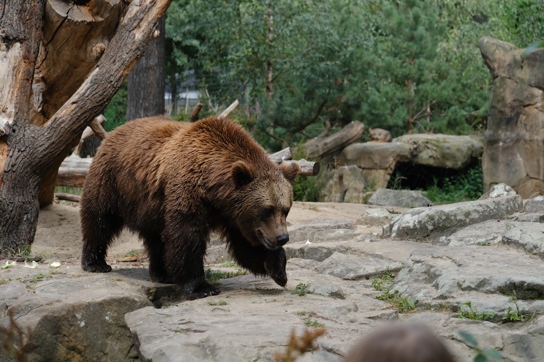 【堕天使Hum】 | 緊迫の福島市!住宅街にクマが相次ぎ出没、4人負傷…あなたと家族を守るための対策とは? 緊迫の福島市!住宅街にクマが相次ぎ出没、4人負傷…あなたと家族を守るための対策とは?