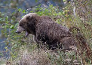 緊迫の福島市！住宅街にクマが相次ぎ出没、4人負傷…あなたと家族を守るための対策とは？
