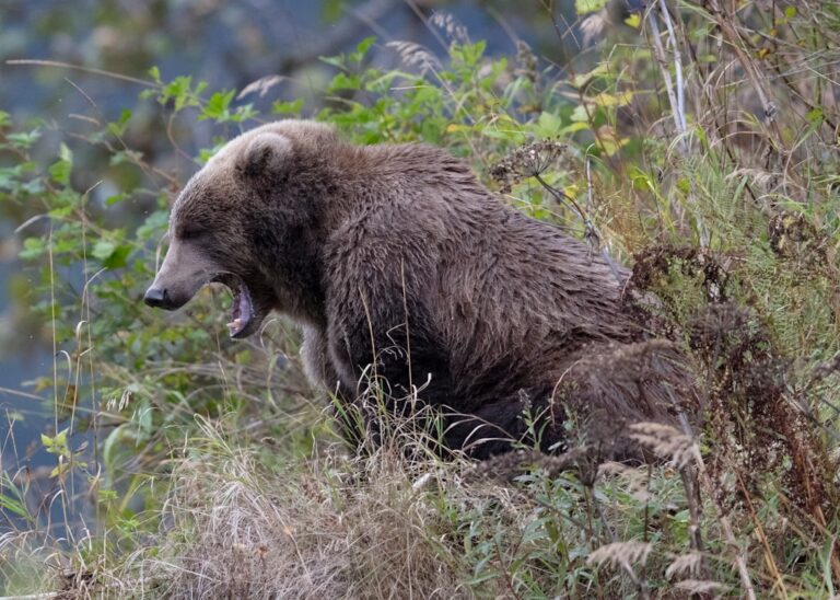緊迫の福島市!住宅街にクマが相次ぎ出没、4人負傷…あなたと家族を守るための対策とは? YouTube HUM | 緊迫の福島市!住宅街にクマが相次ぎ出没、4人負傷…あなたと家族を守るための対策とは?