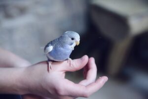 【衝撃調査】珍しい動物は少数派？「話したい相手」8割超が選んだのは、あなたの隣のあのコだった！